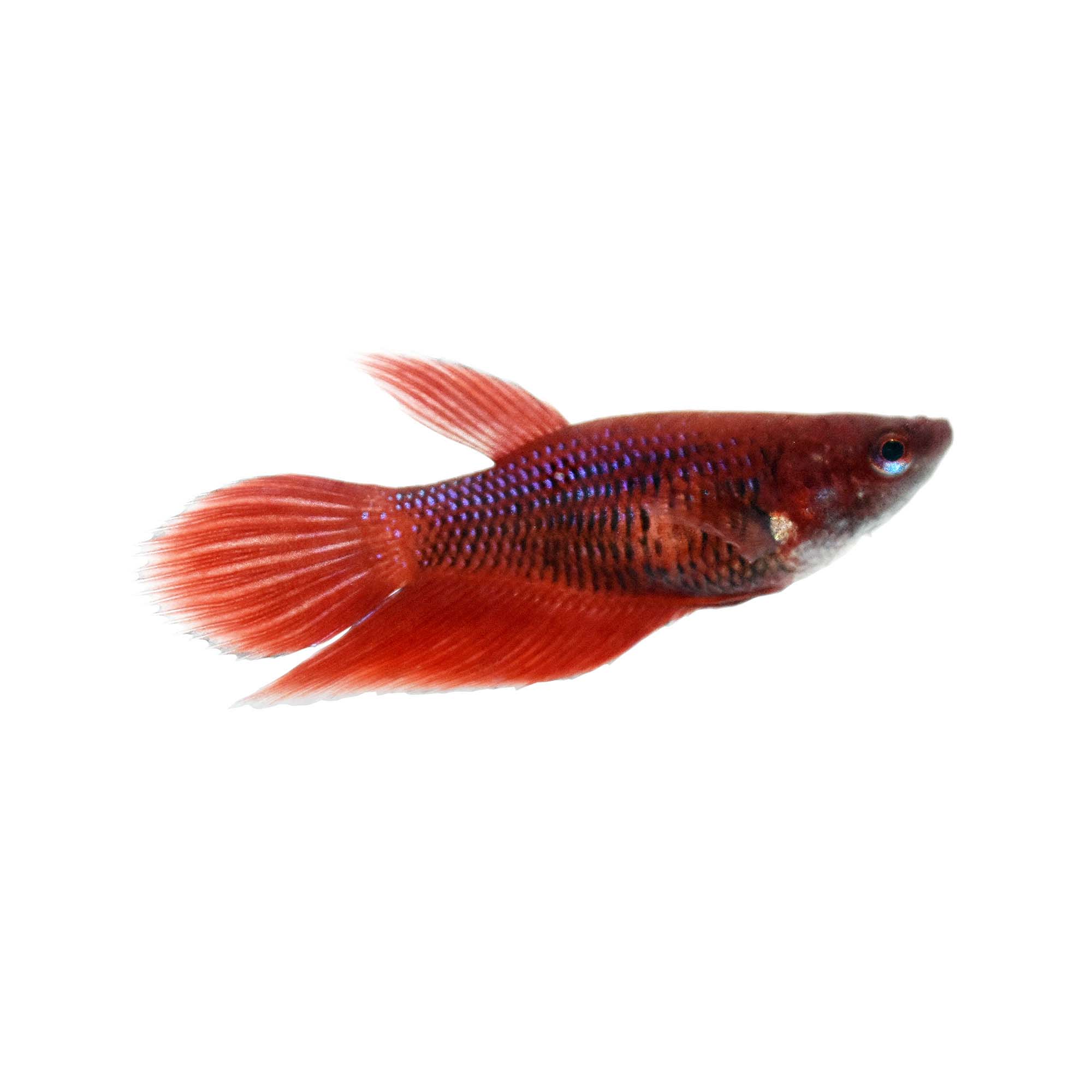 for mig krøllet kunst Red Female Veiltail Betta Fish for Sale: Order Online | Petco