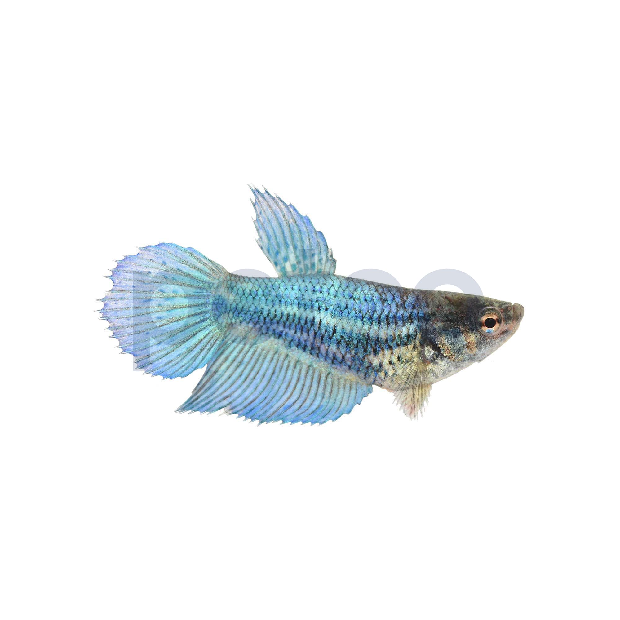 Female Betta Fish Petco Blue Female Veiltail Betta Fish For Sale