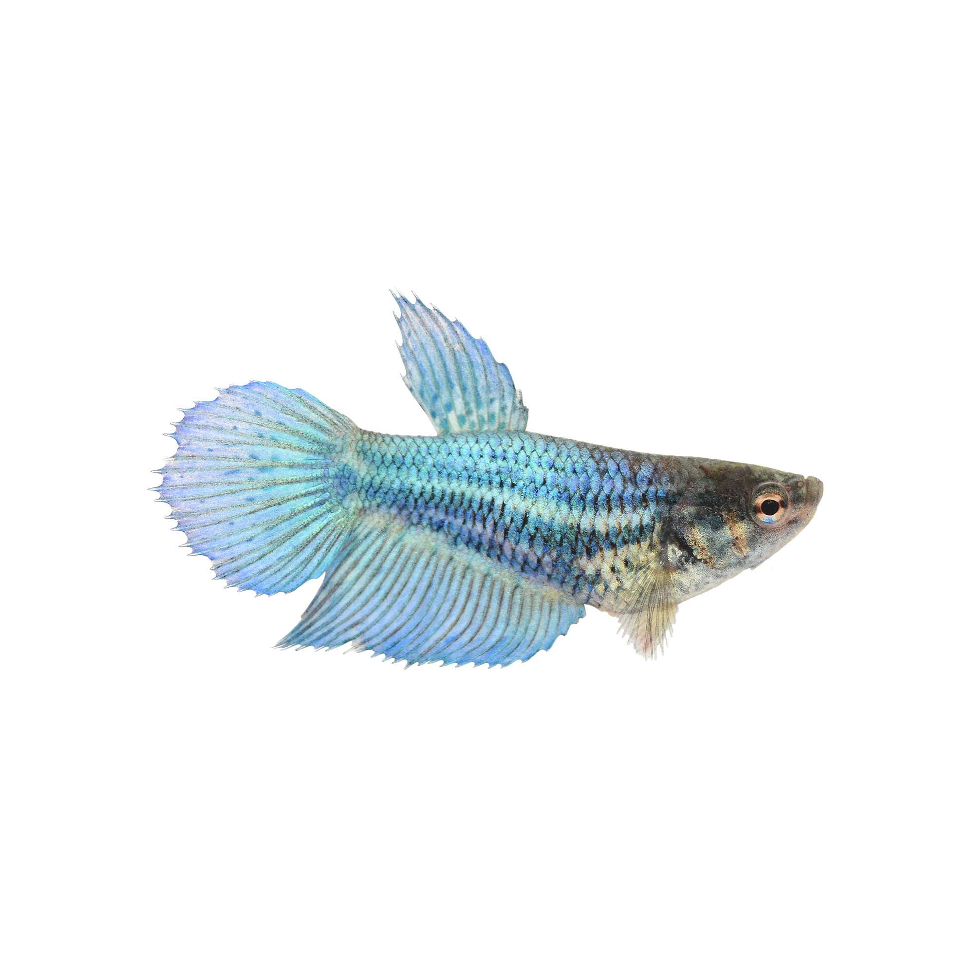 female betta fish