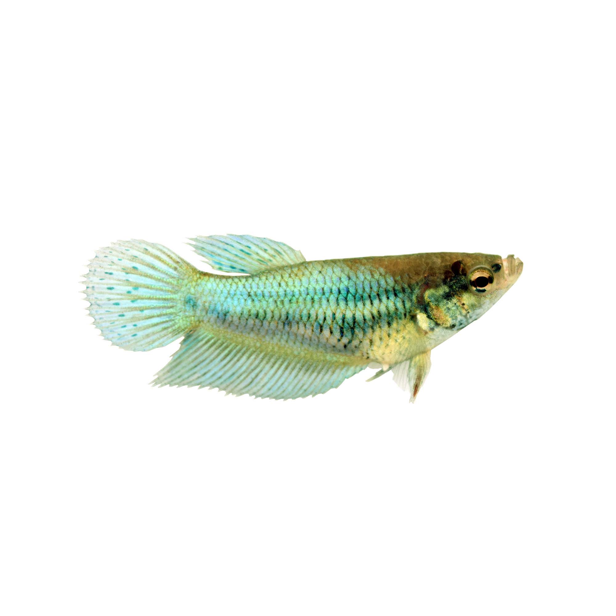 Green Female Veiltail Betta Fish Petco