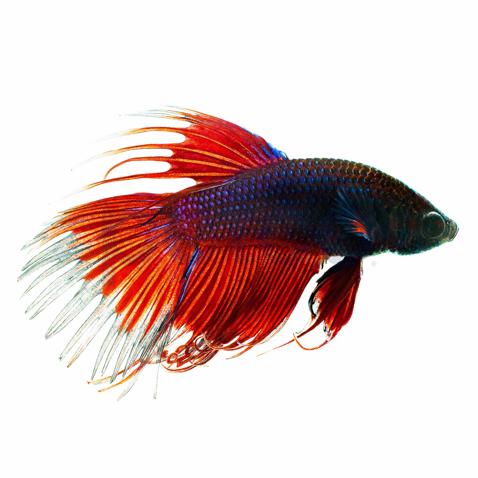 Red Male Crowntail Bettas for Sale: Order Online Petco
