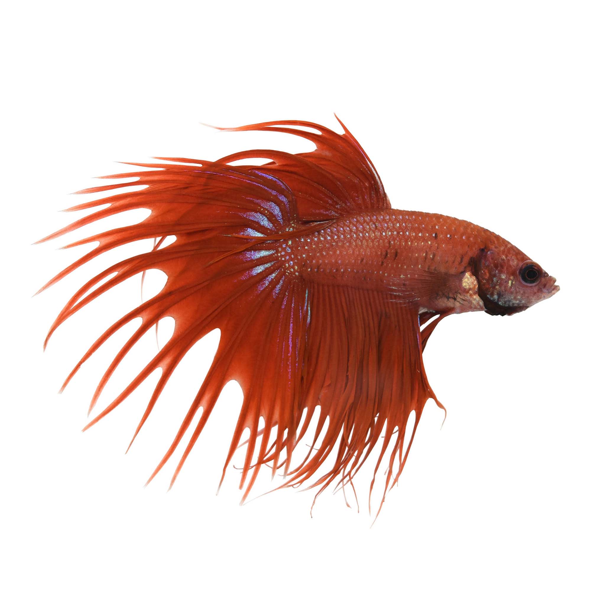 Red Male Crowntail Bettas for Sale: Order Online | Petco