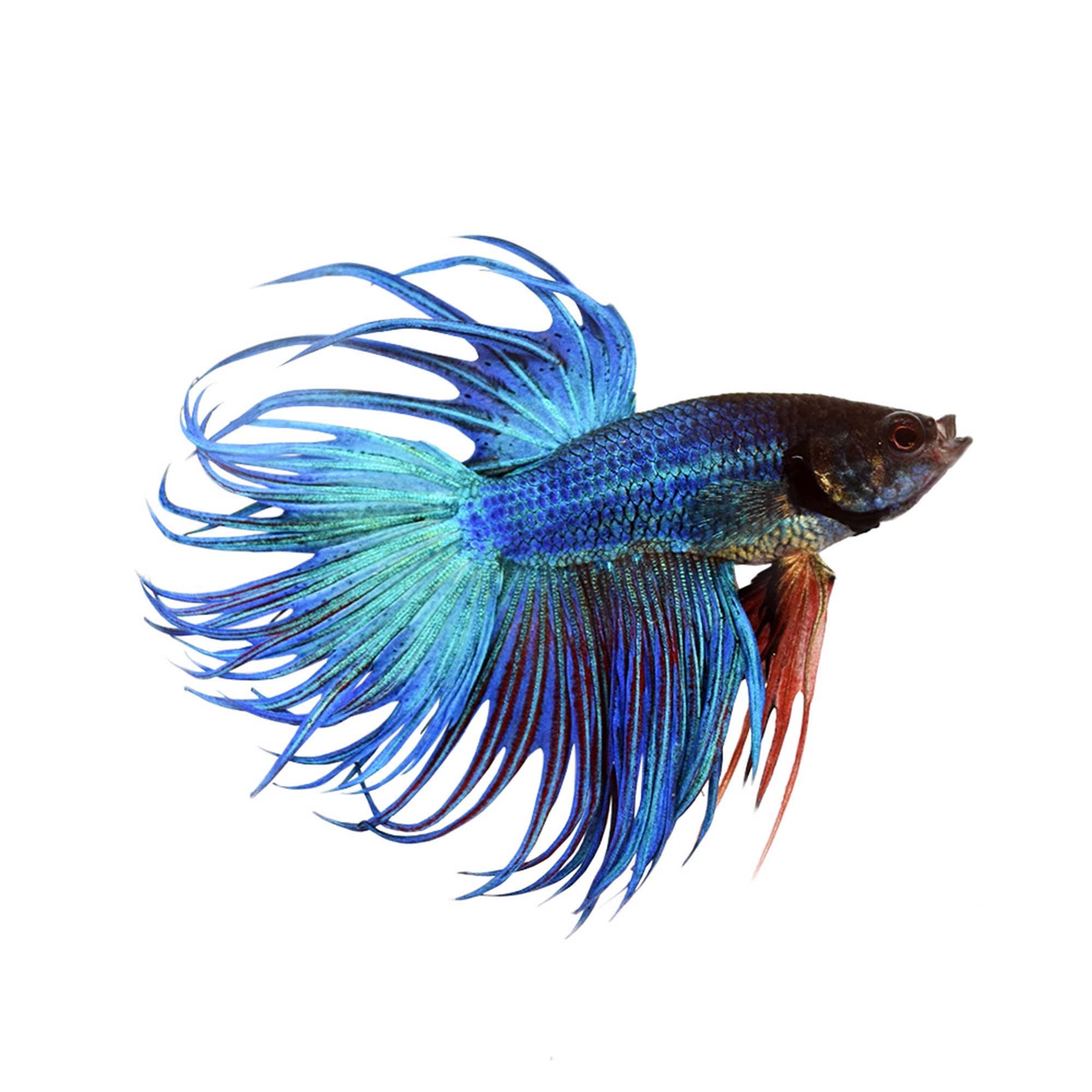 Blue male deals betta fish