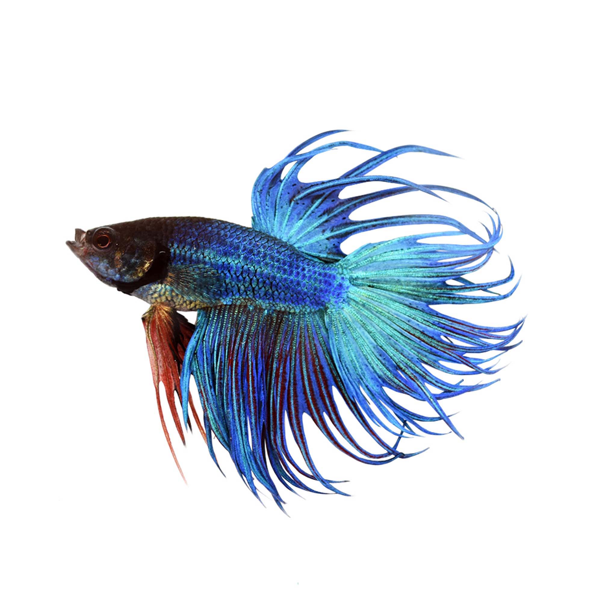 Blue Male Crowntail Betta for Sale 