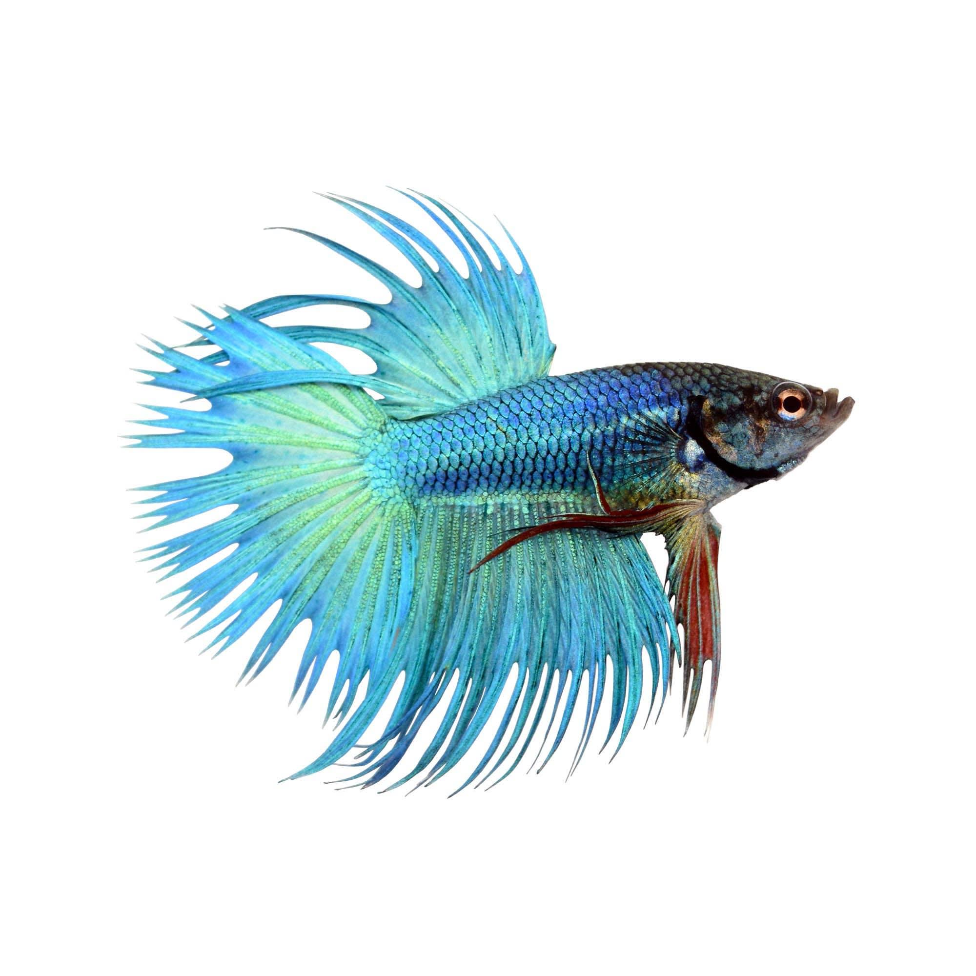 Black crowntail betta for 2024 sale