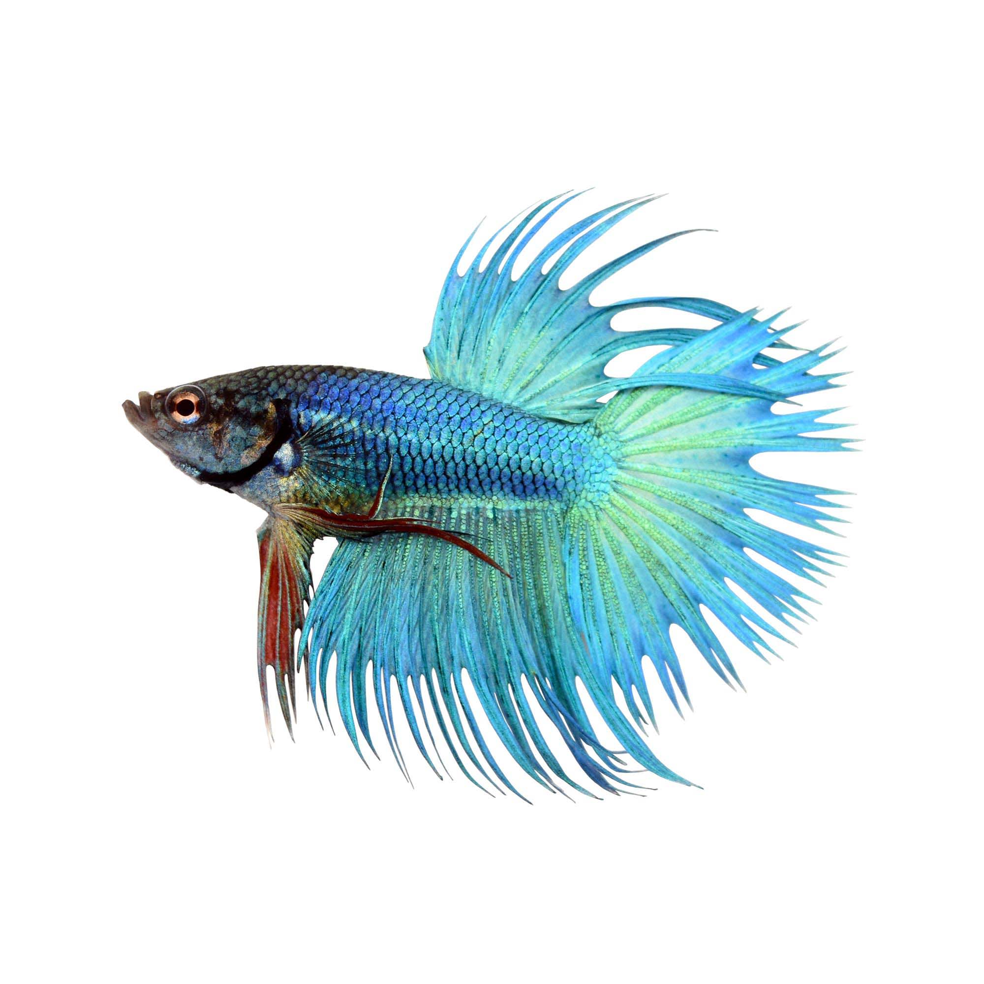 Betta green on sale