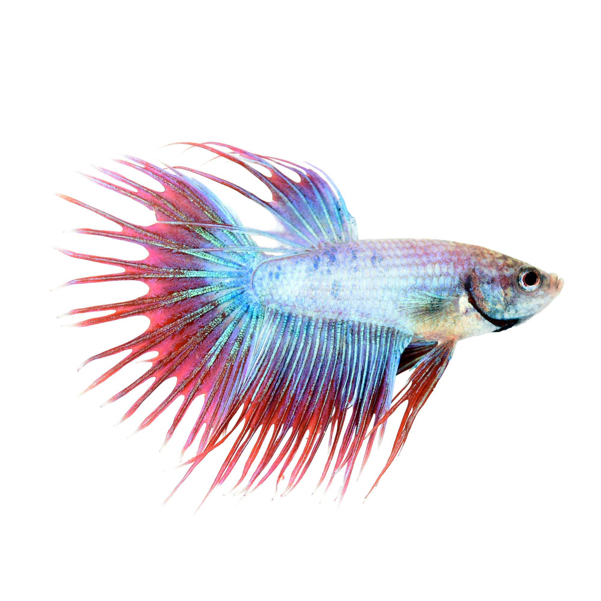 female crowntail betta