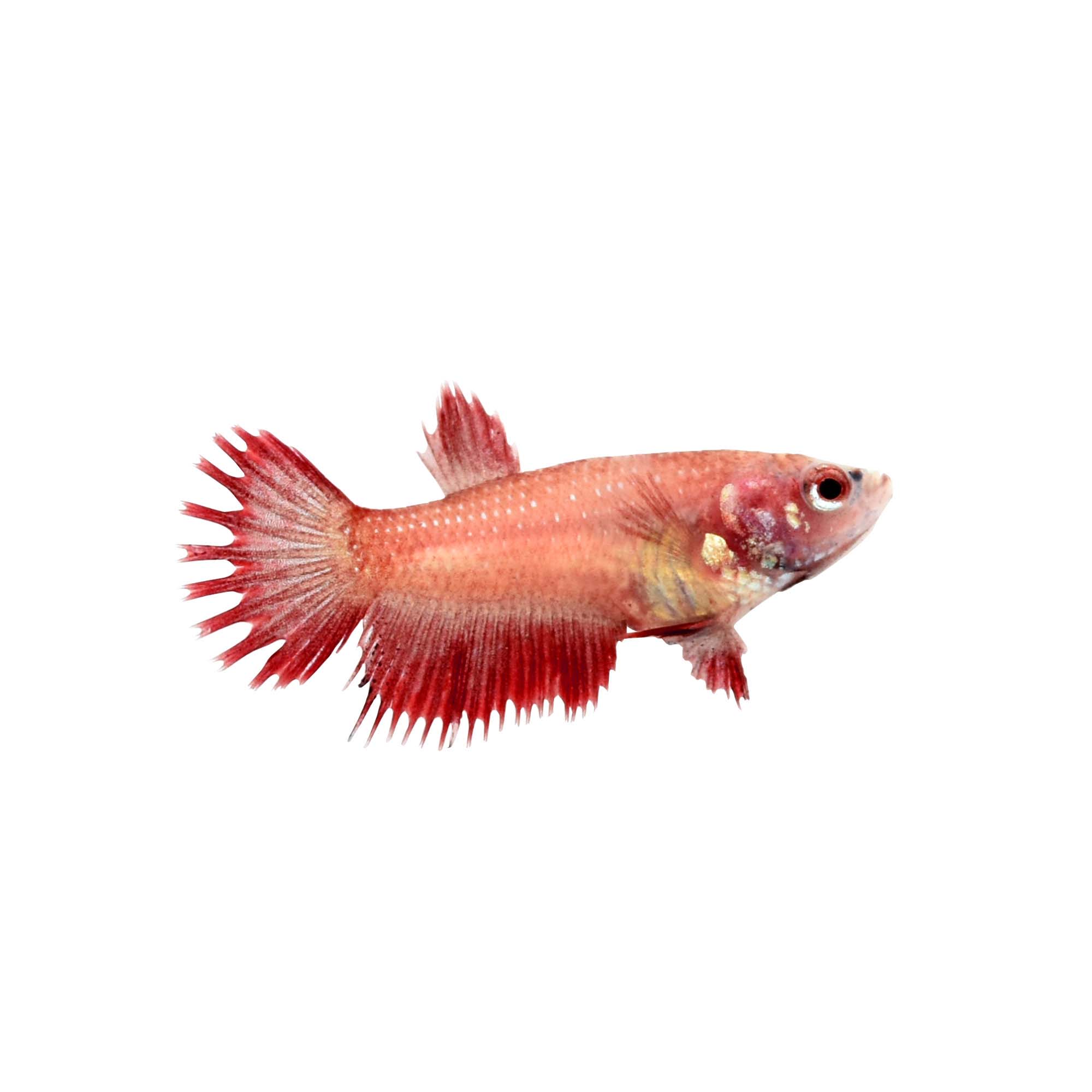 Red Female Crowntail Betta Fish for 