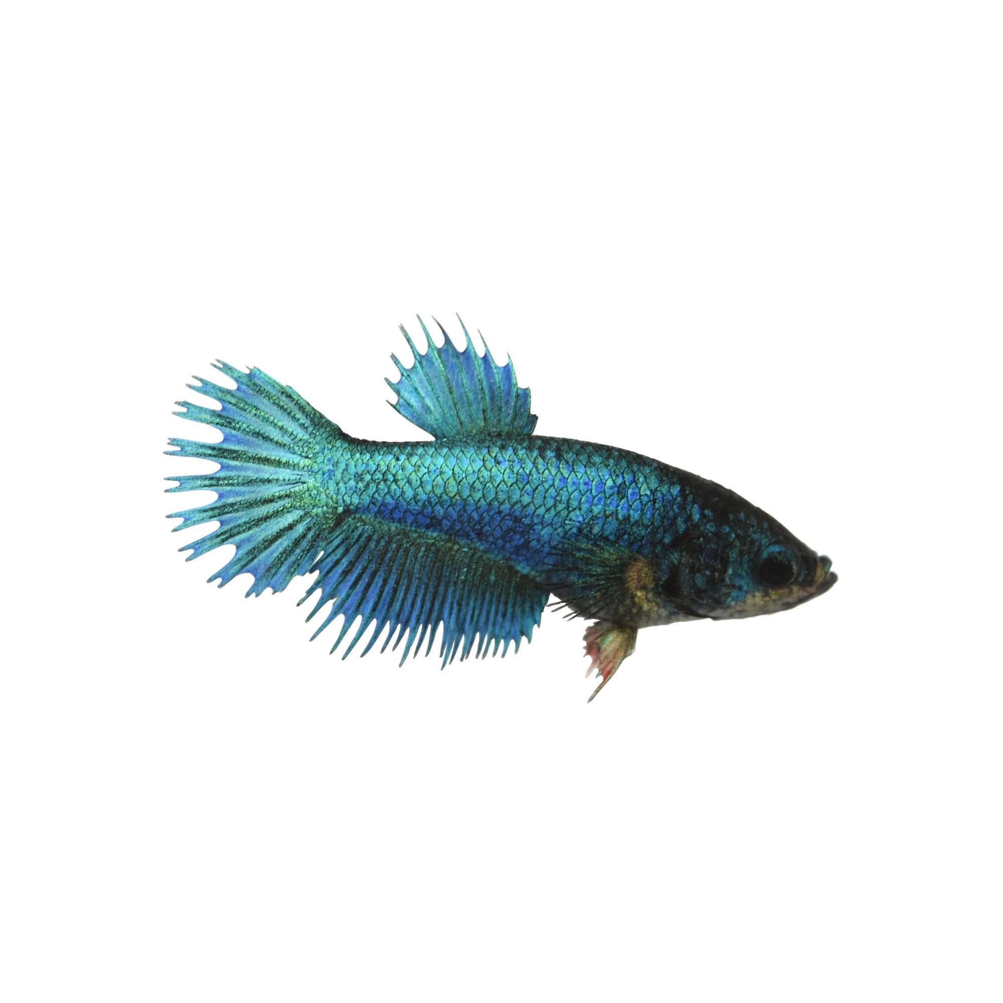 blue female betta fish