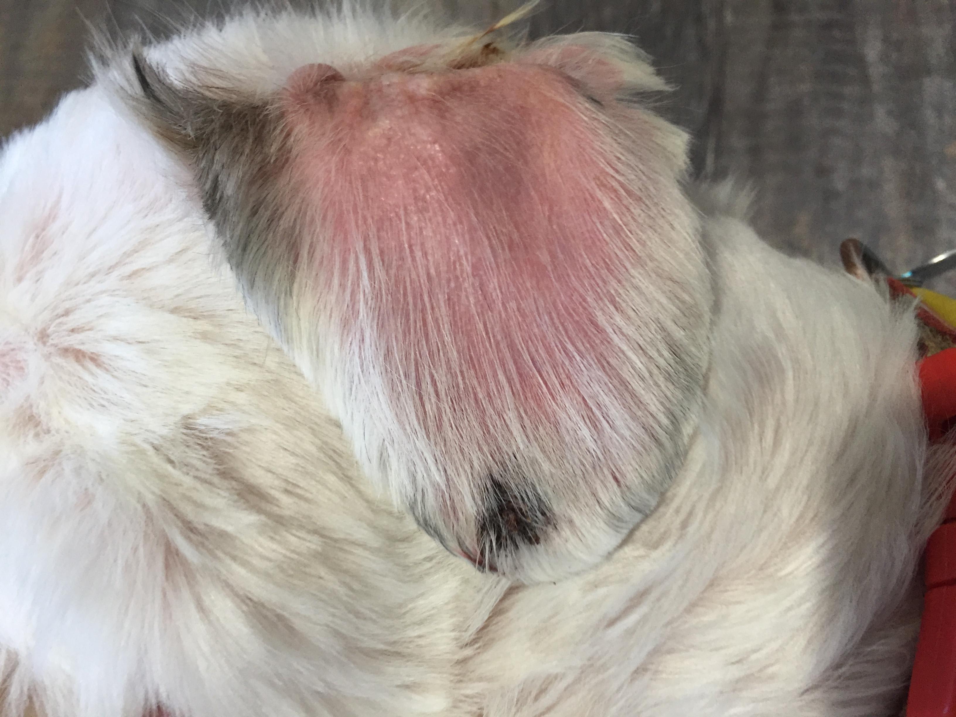 View of My Dog Has Itchy Skin & Black Ear Spot: Benadryl or Vet? | Petco