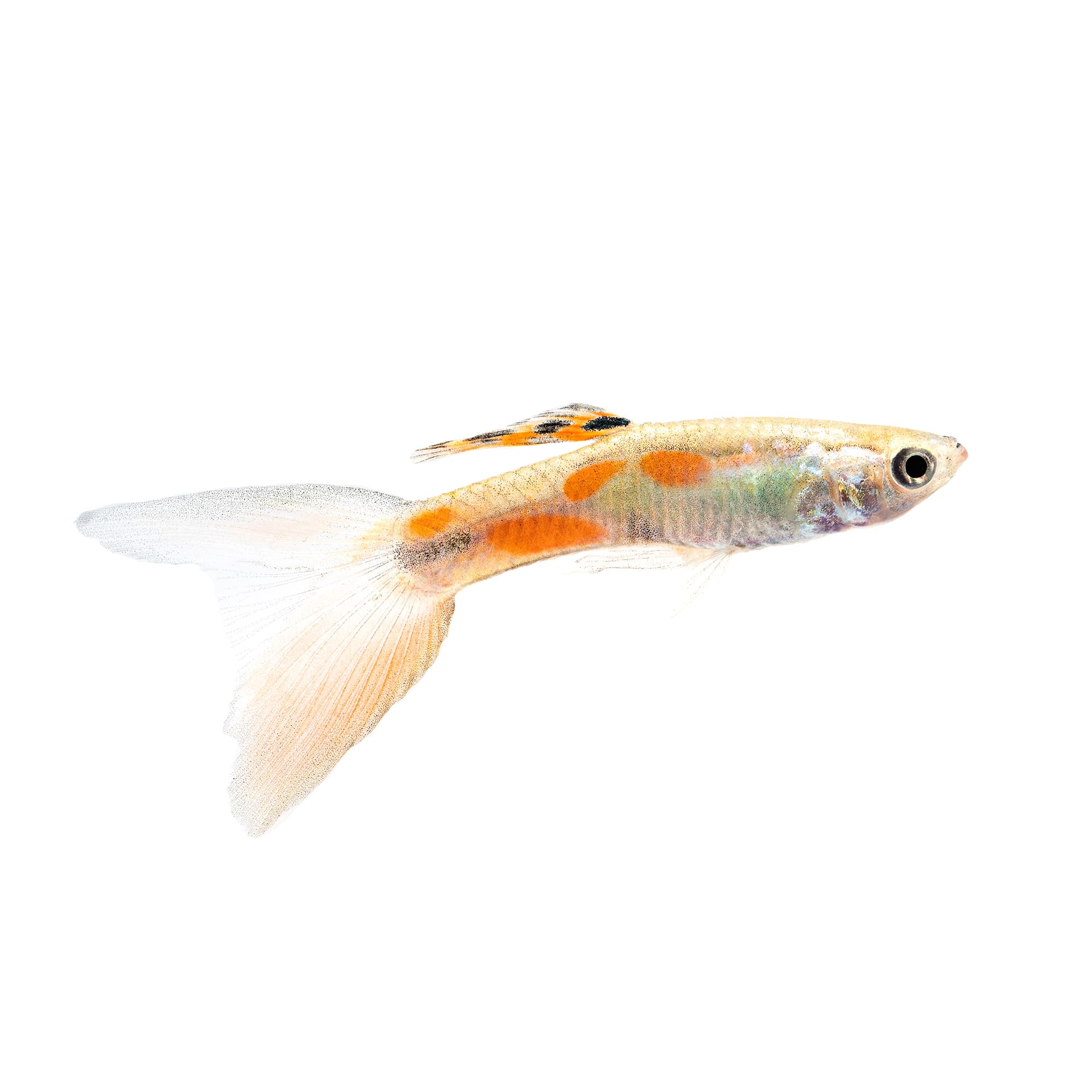 Petco guppies hot sale