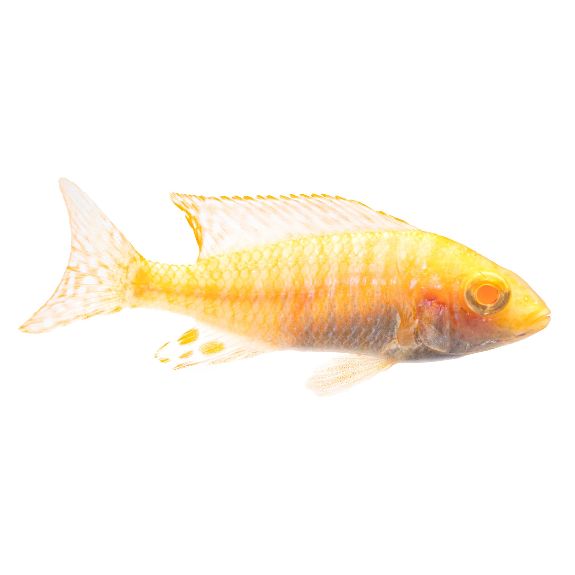 Albino Peacock Cichlid - Medium