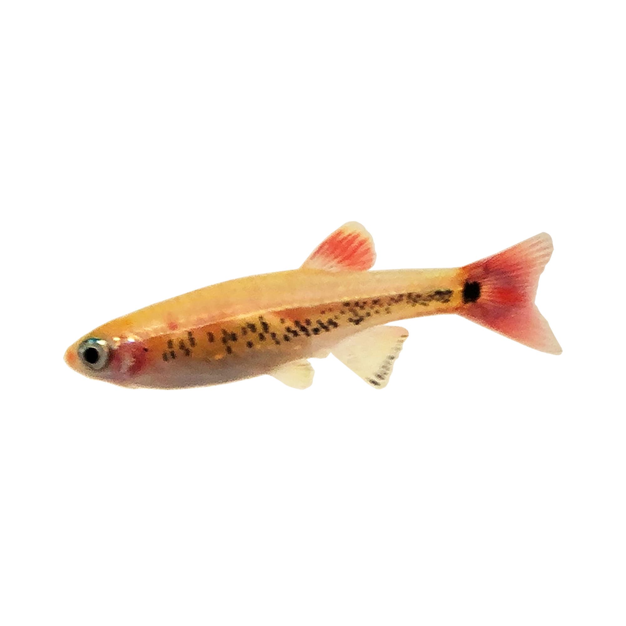 Gold White Cloud Minnow - Flip Aquatics