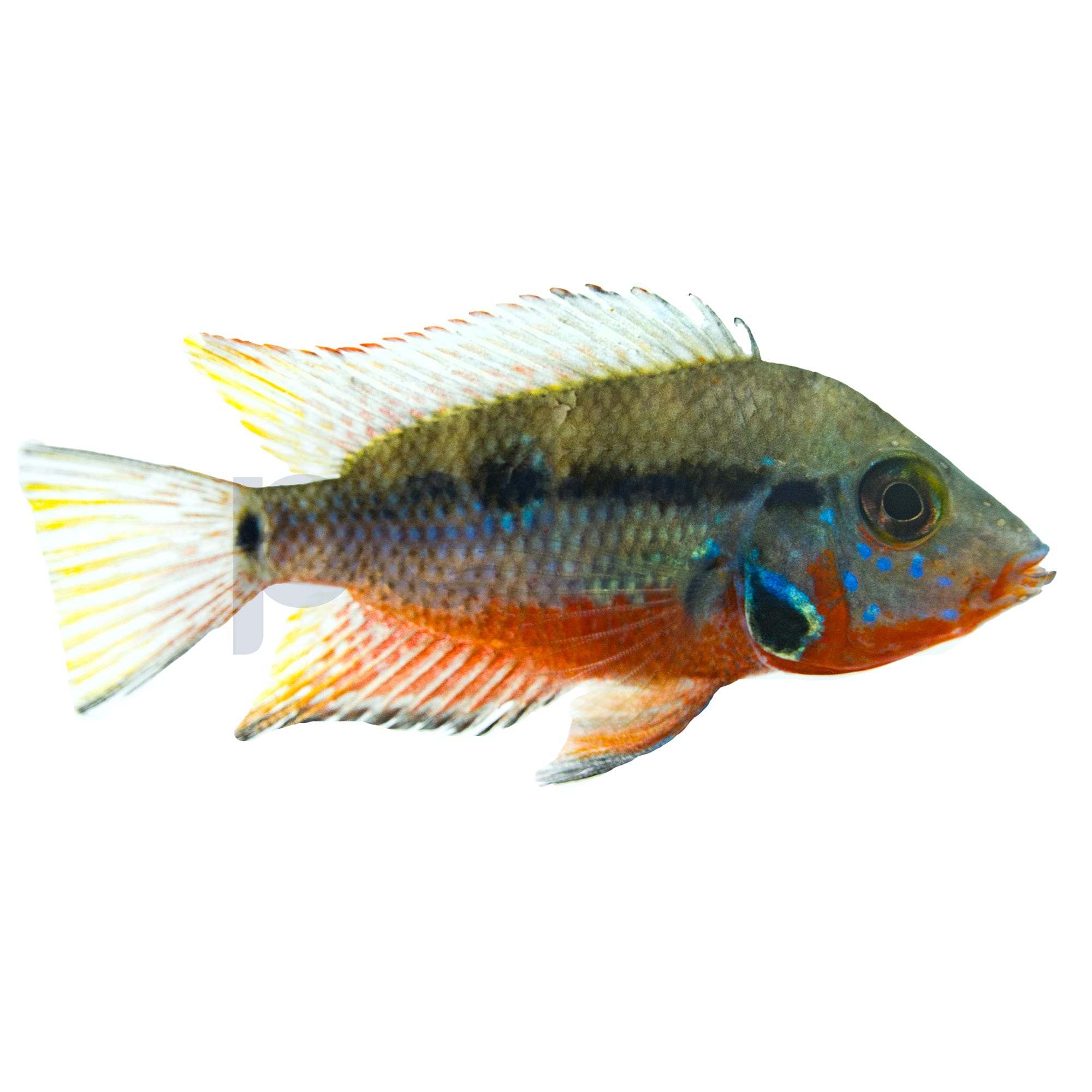 Firemouth Cichlid For Sale Petco