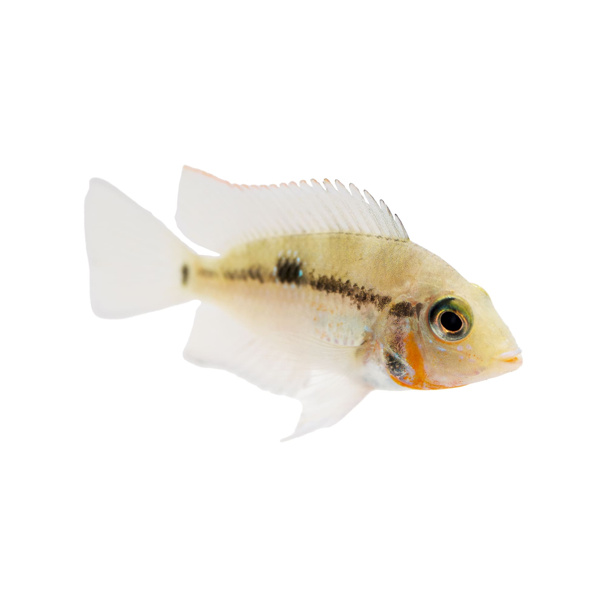 Firemouth Cichlid For Sale