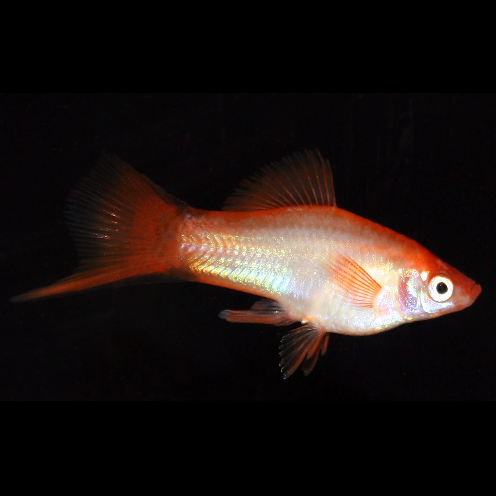 Twinbar Solar Flare Swordtails for Sale Order Online Petco