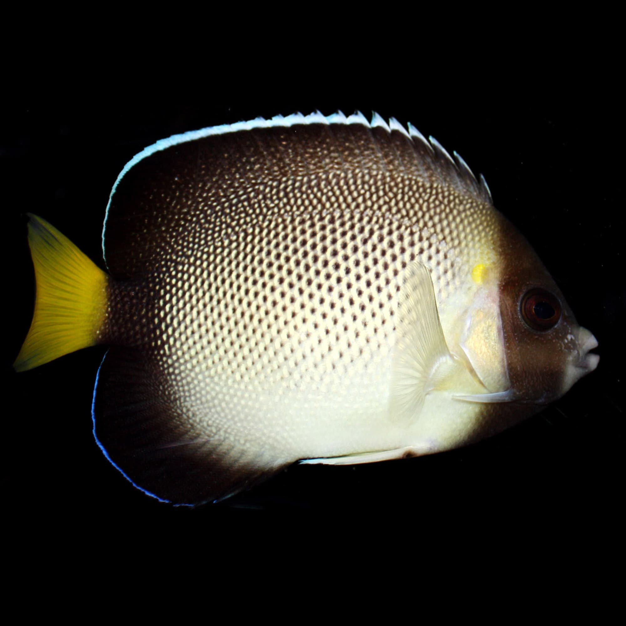 angelfish at petco