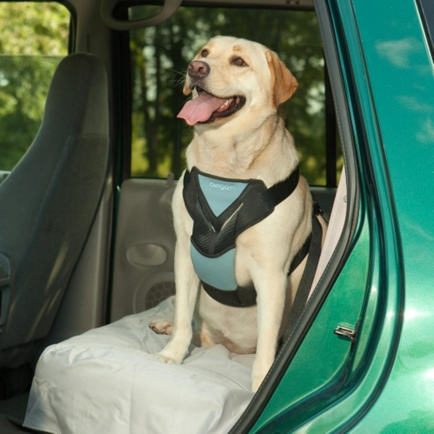 Featured image of post Large Dog Car Seat Belt Harness - Whether you&#039;re going on a quick car ride or a long road trip, accidents can happen anywhere.