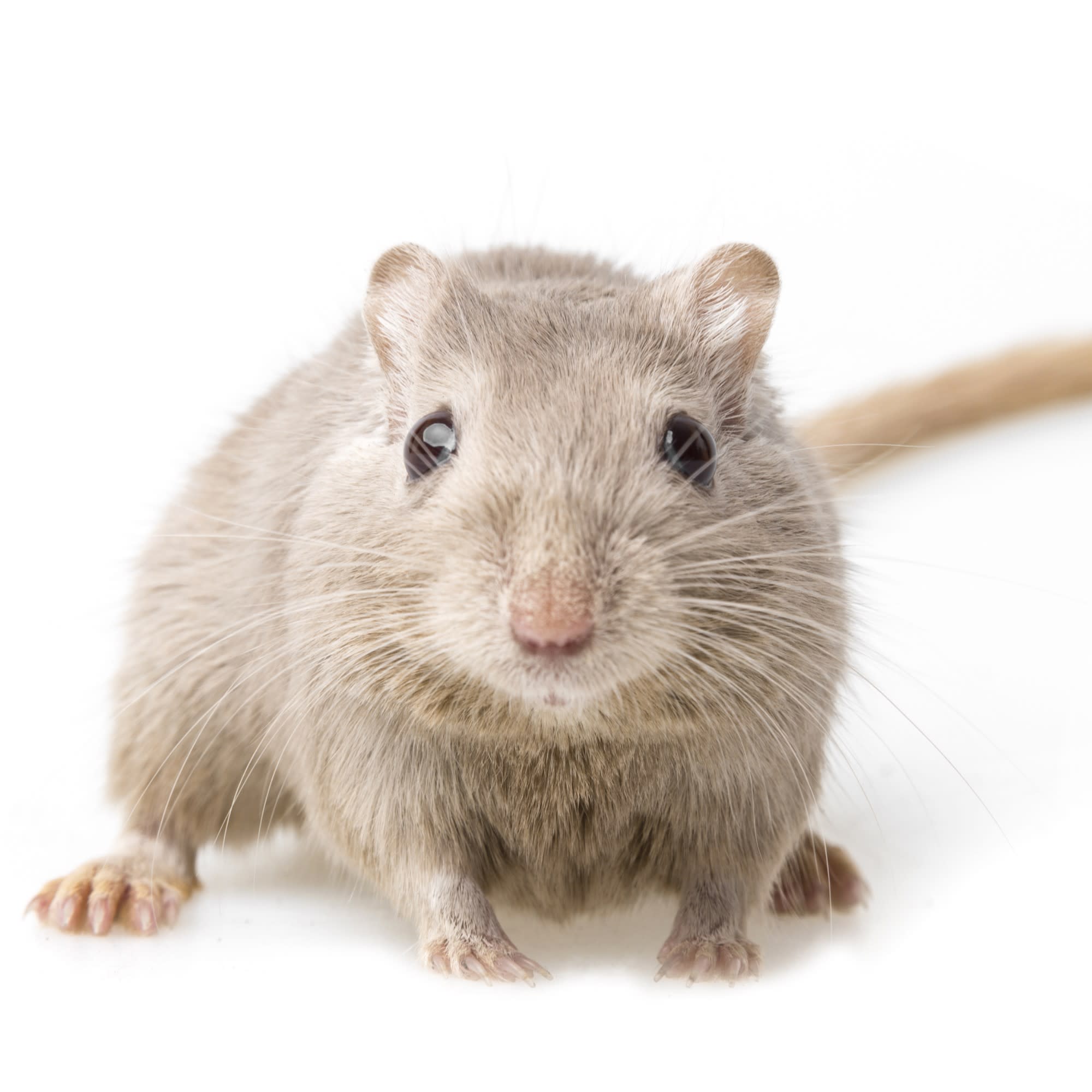 gerbil-meriones-unguiculatus-petco