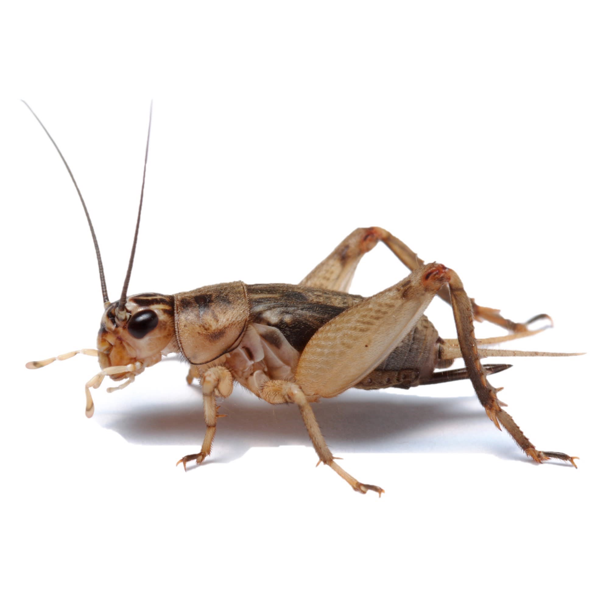 Live Crickets 250 Large 