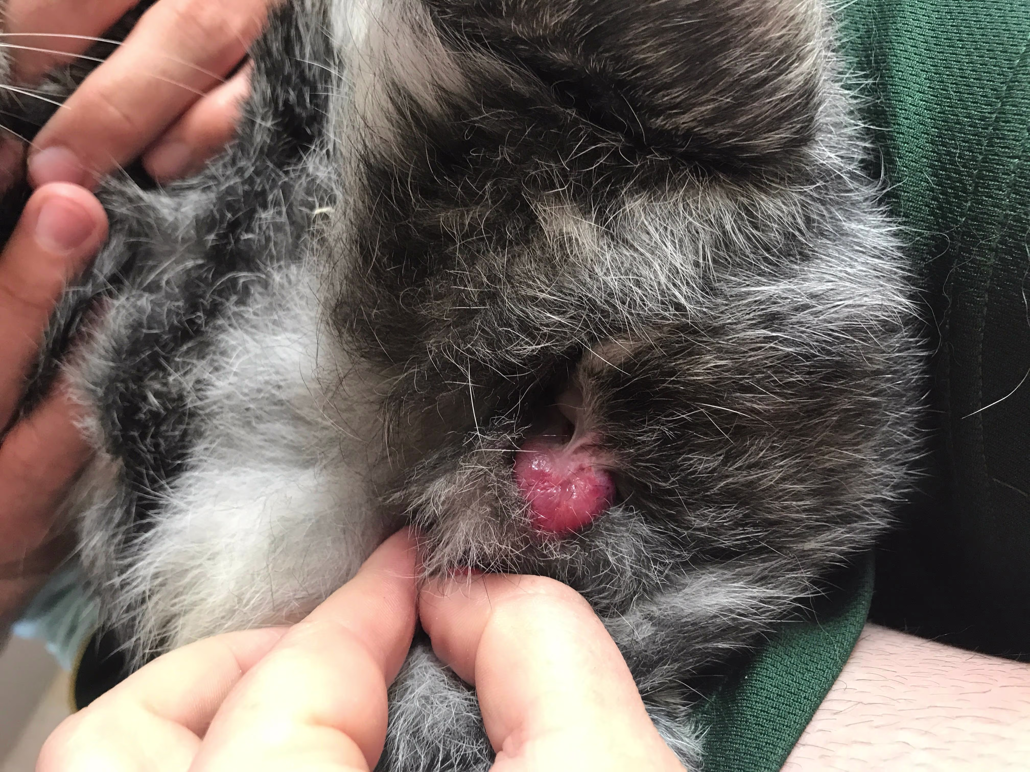 Rabbit has lump near anus, eating fine. Is a vet visit urgent? | Petco