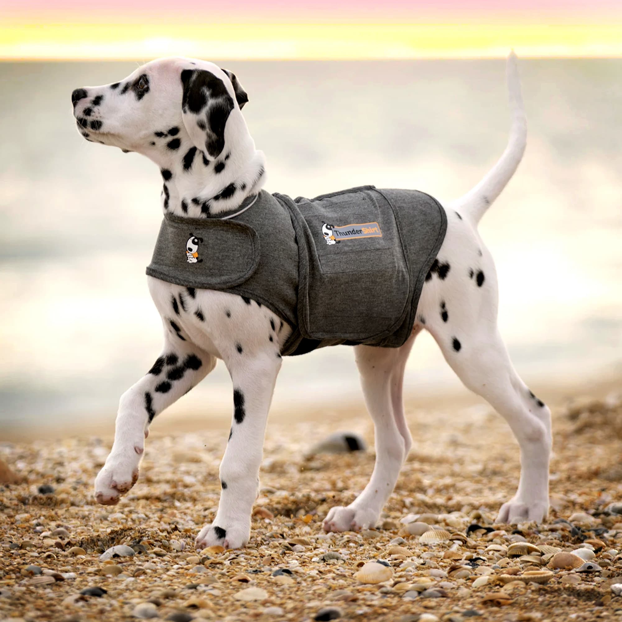 Dog anxiety 2025 vest petco