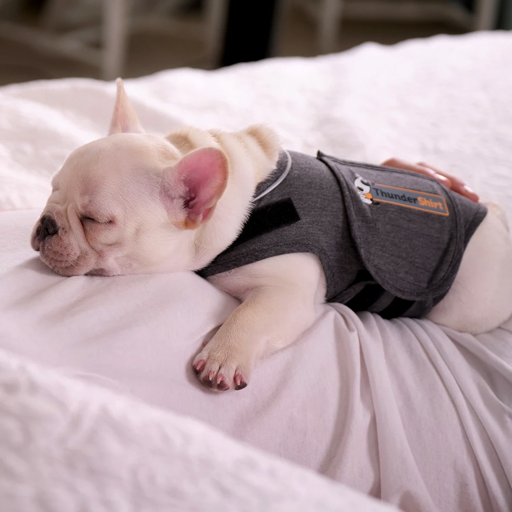 Thundershirt petco hot sale