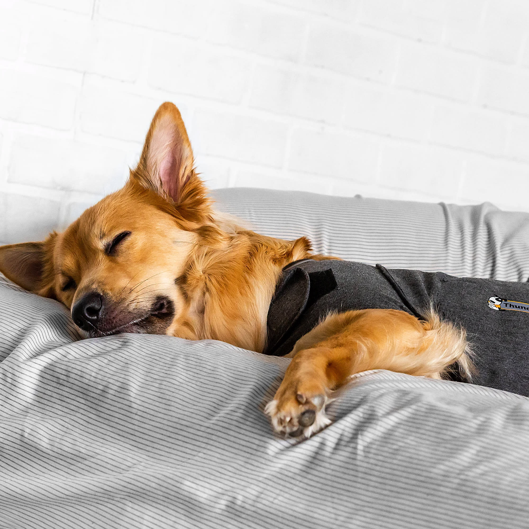 Thundershirt petco sale