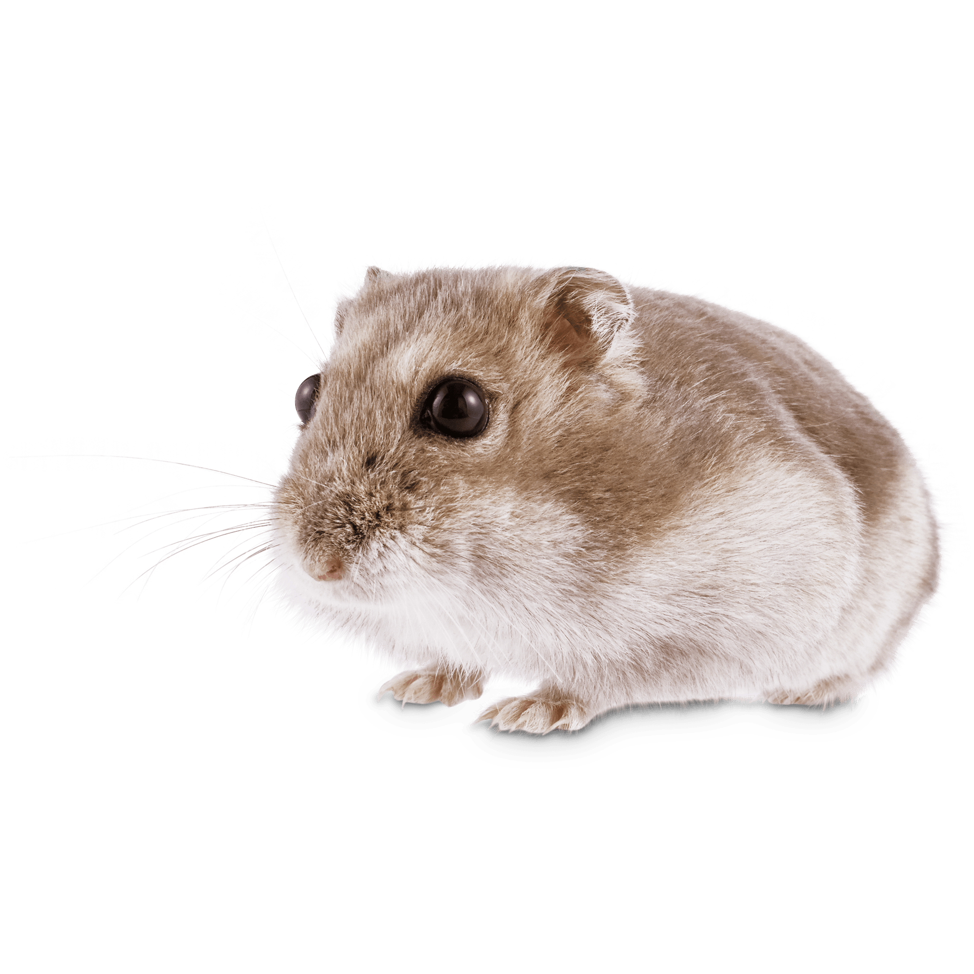 Dwarf Hamsters for Sale | Phodopus 