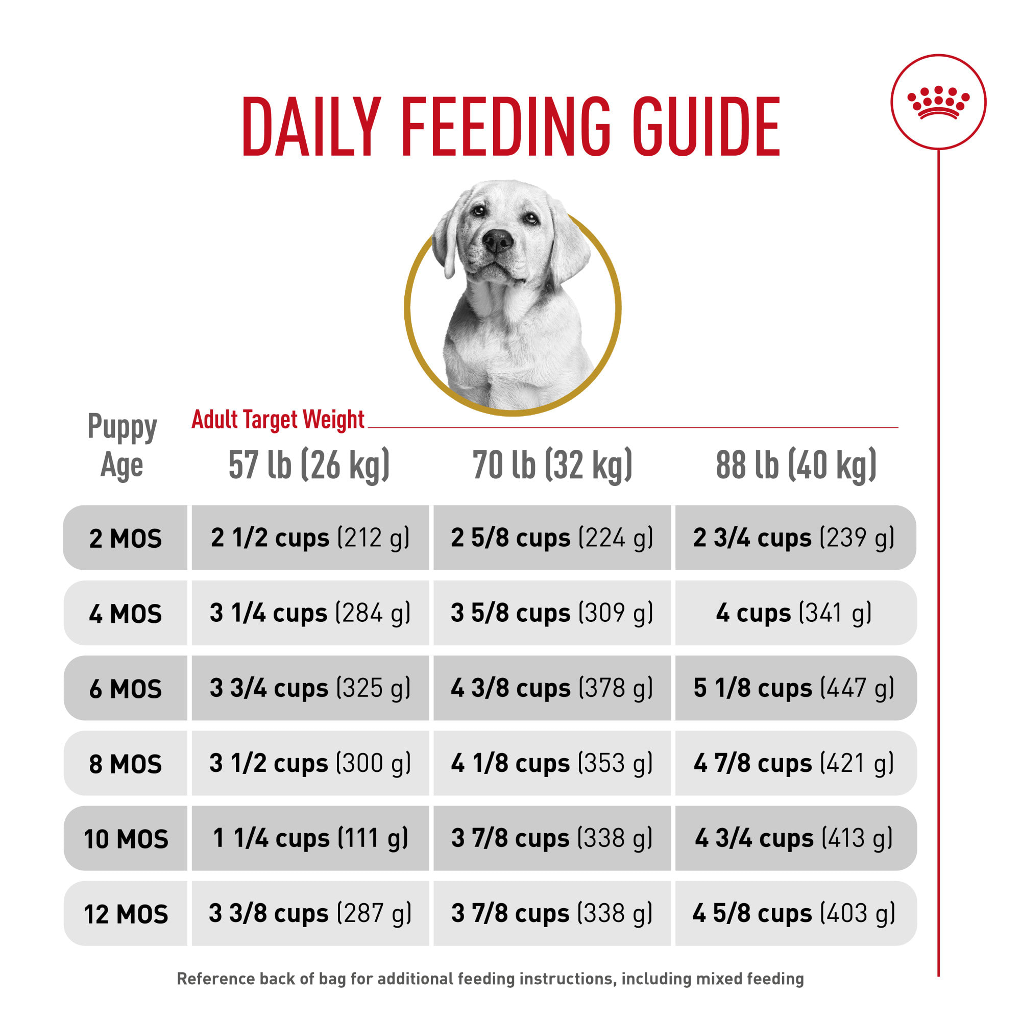 Labrador Puppy Feeding Tips: Essential Guide for Healthy Growth