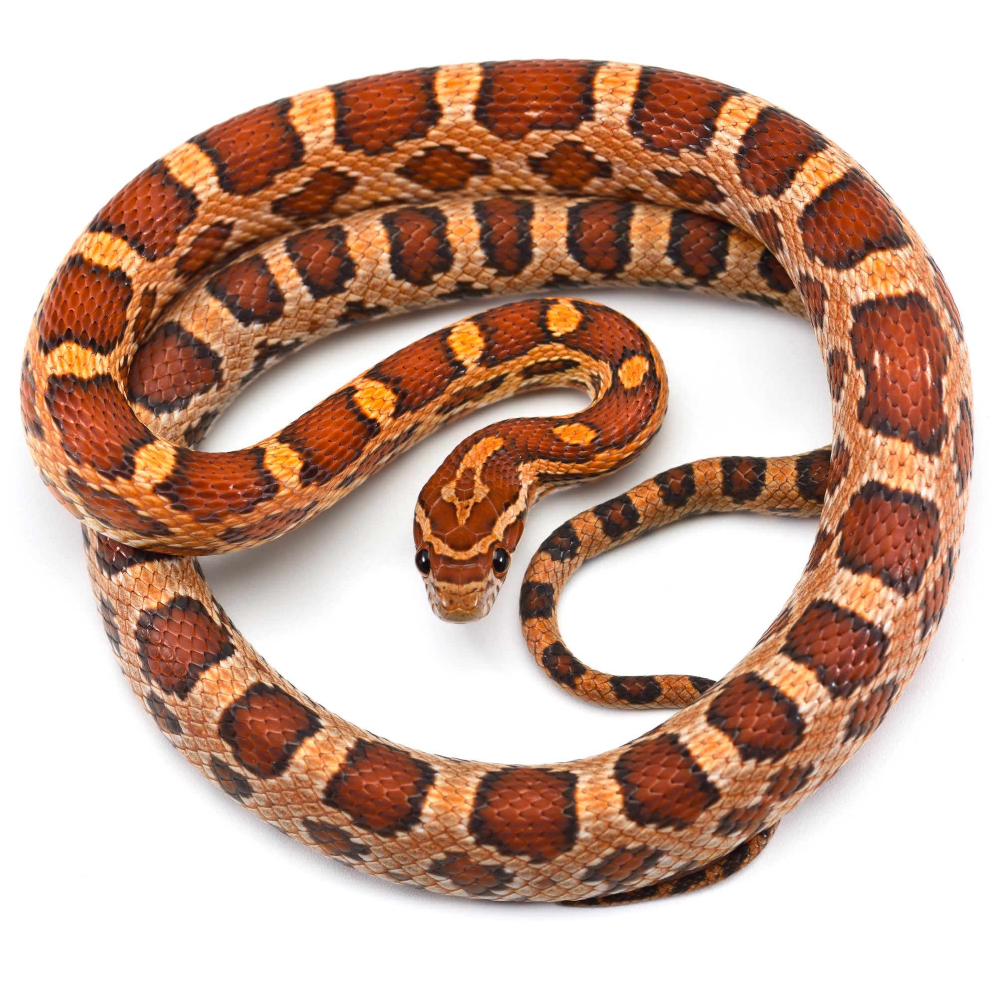 Corn Snakes for Sale | Elaphe guttata 