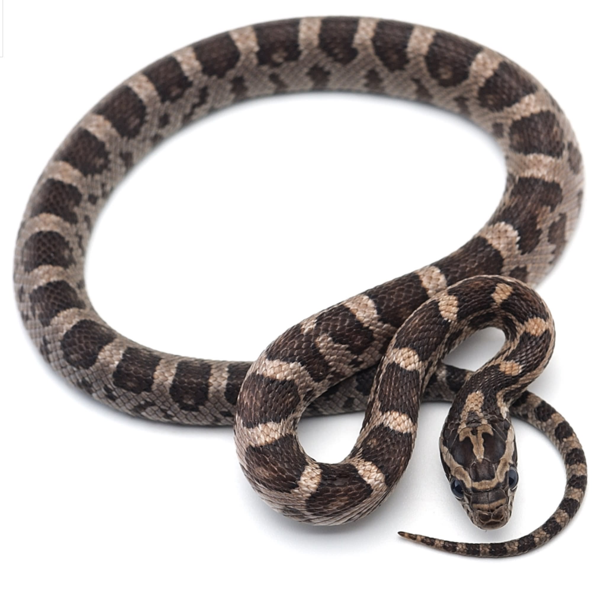 Petco clearance snake supplies