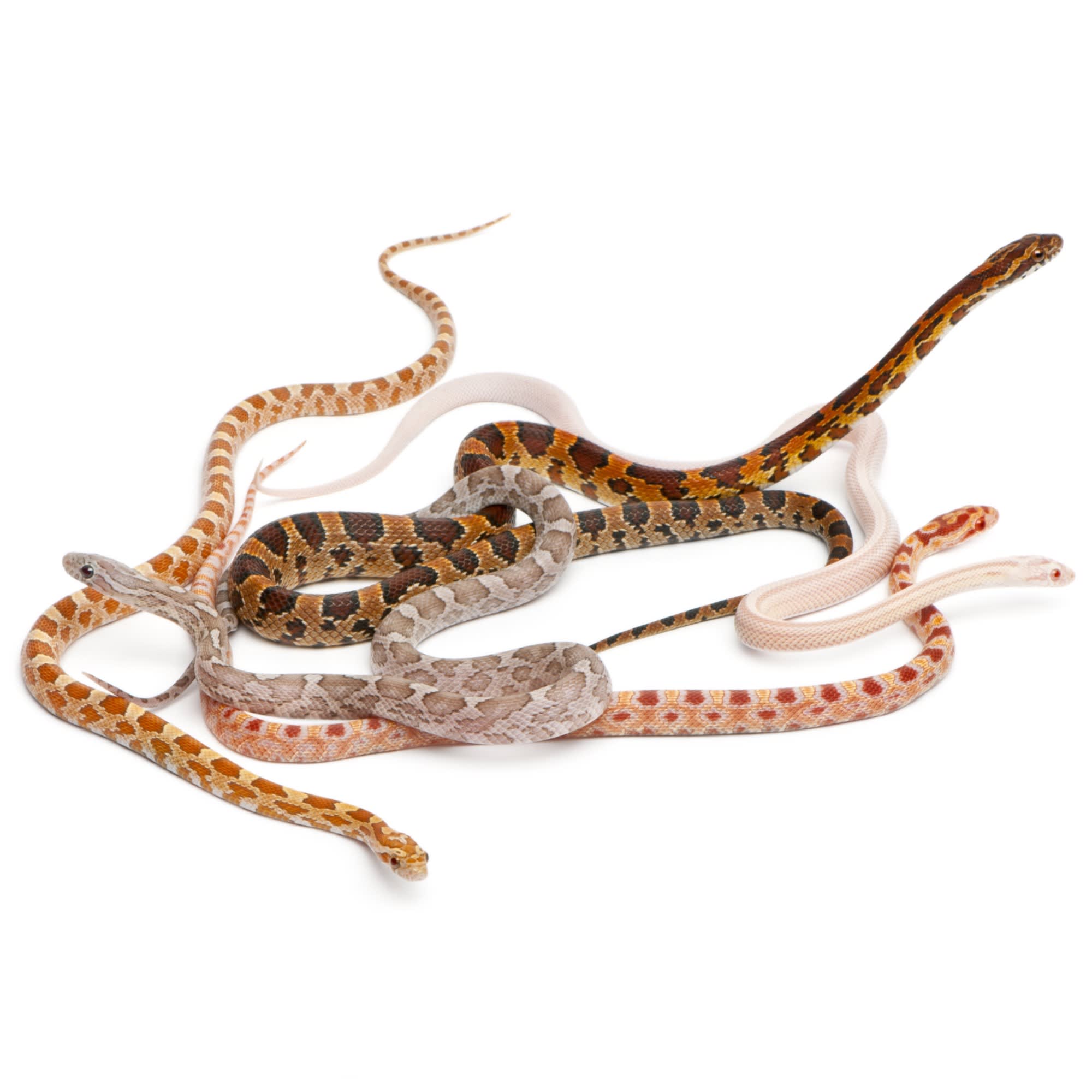 Corn Snakes for Sale Elaphe guttata guttata Petco