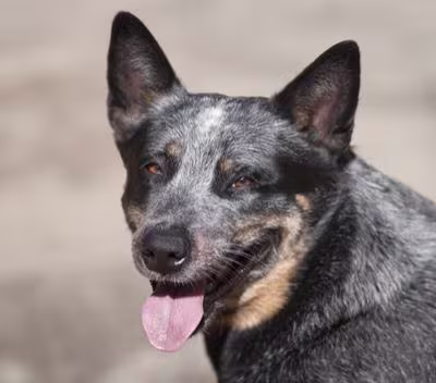 Australian Cattle Dog Health Problems: Key Issues & Solutions