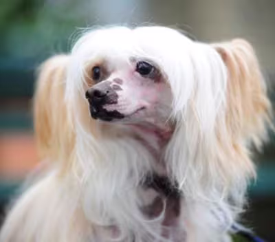 Chinese Crested Dog Breeds: Unique and Lovable Companions