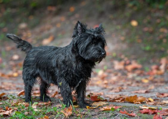 Cairn Terrier Brindle Drum Ornament