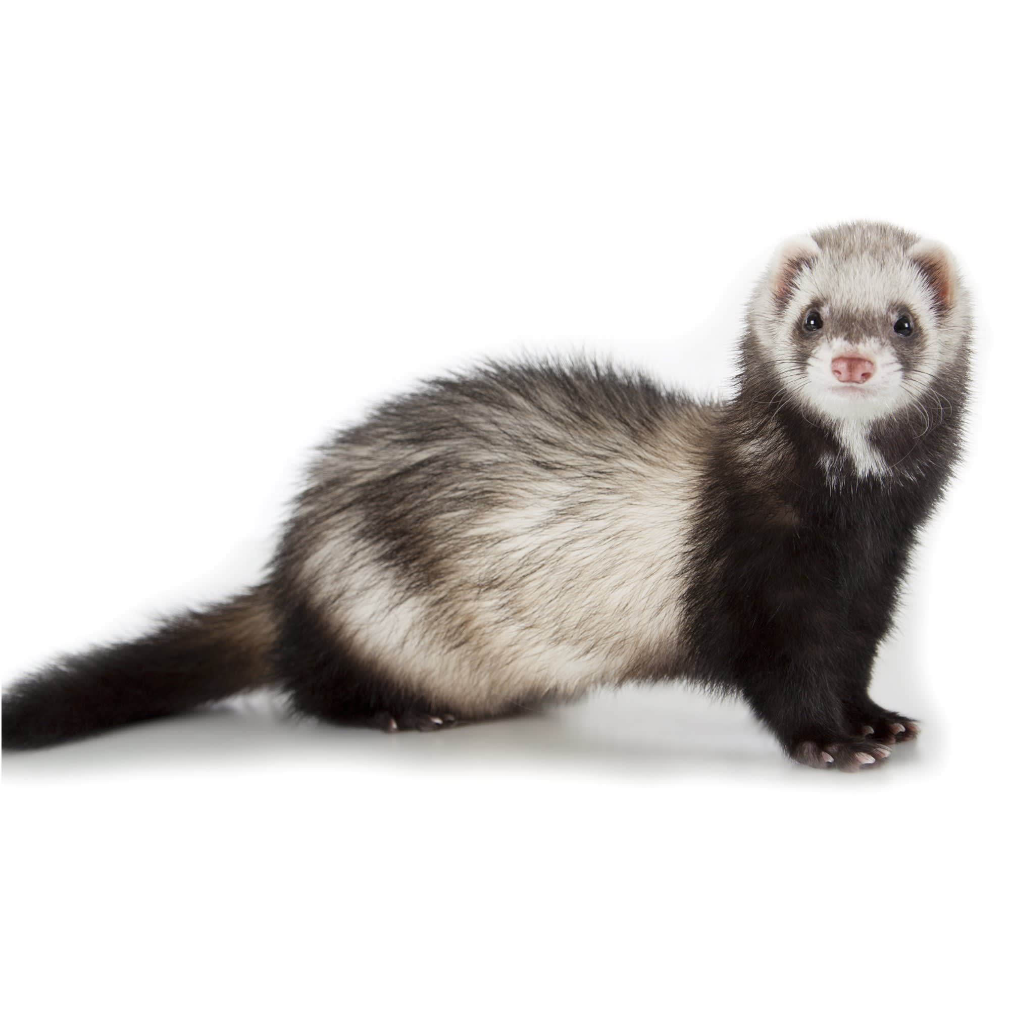 Long haired best sale ferret for sale