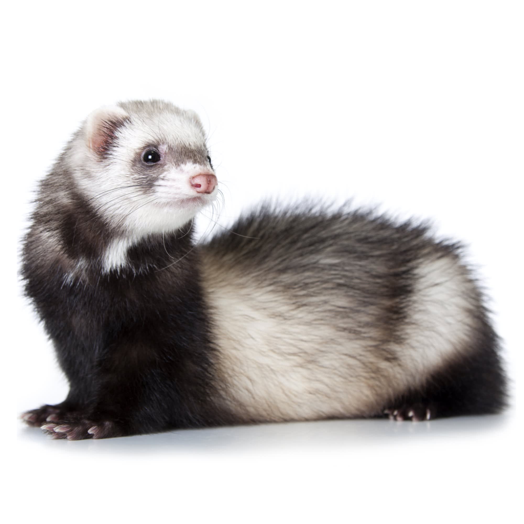 Pet stores that have hot sale ferrets