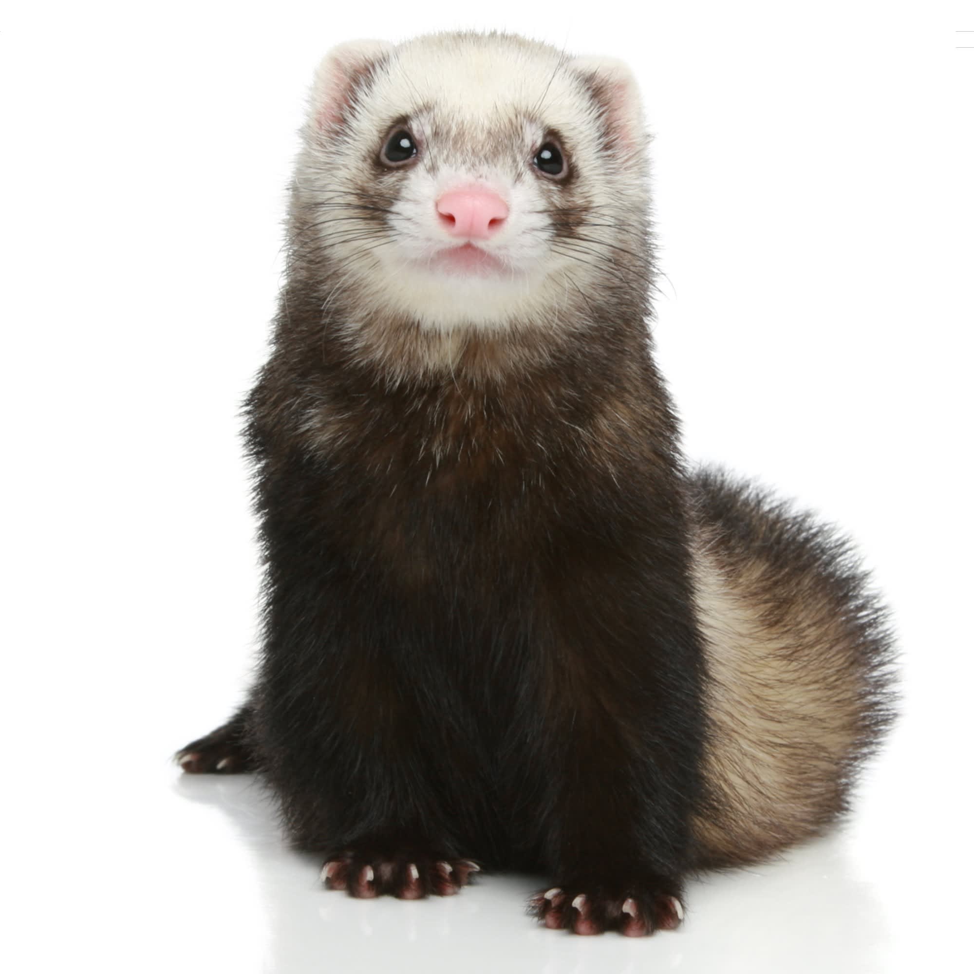 Ferret prices sale at petco