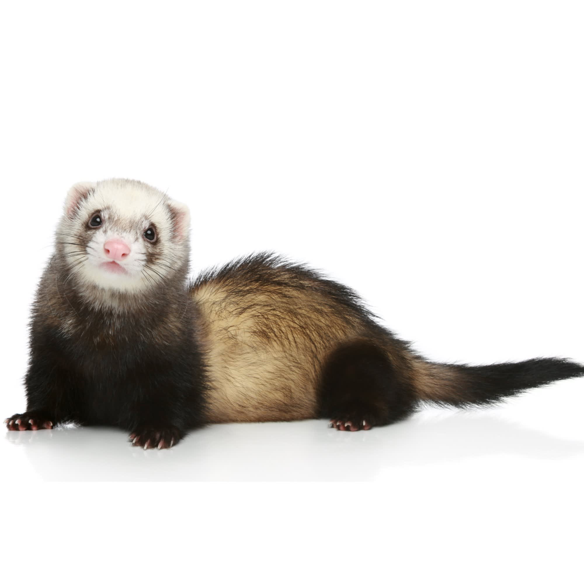 Buying a hot sale ferret from petco