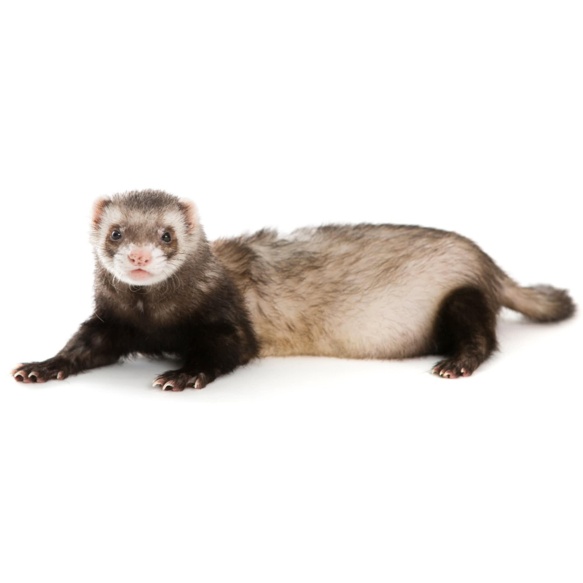 Pet stores with 2025 ferrets near me