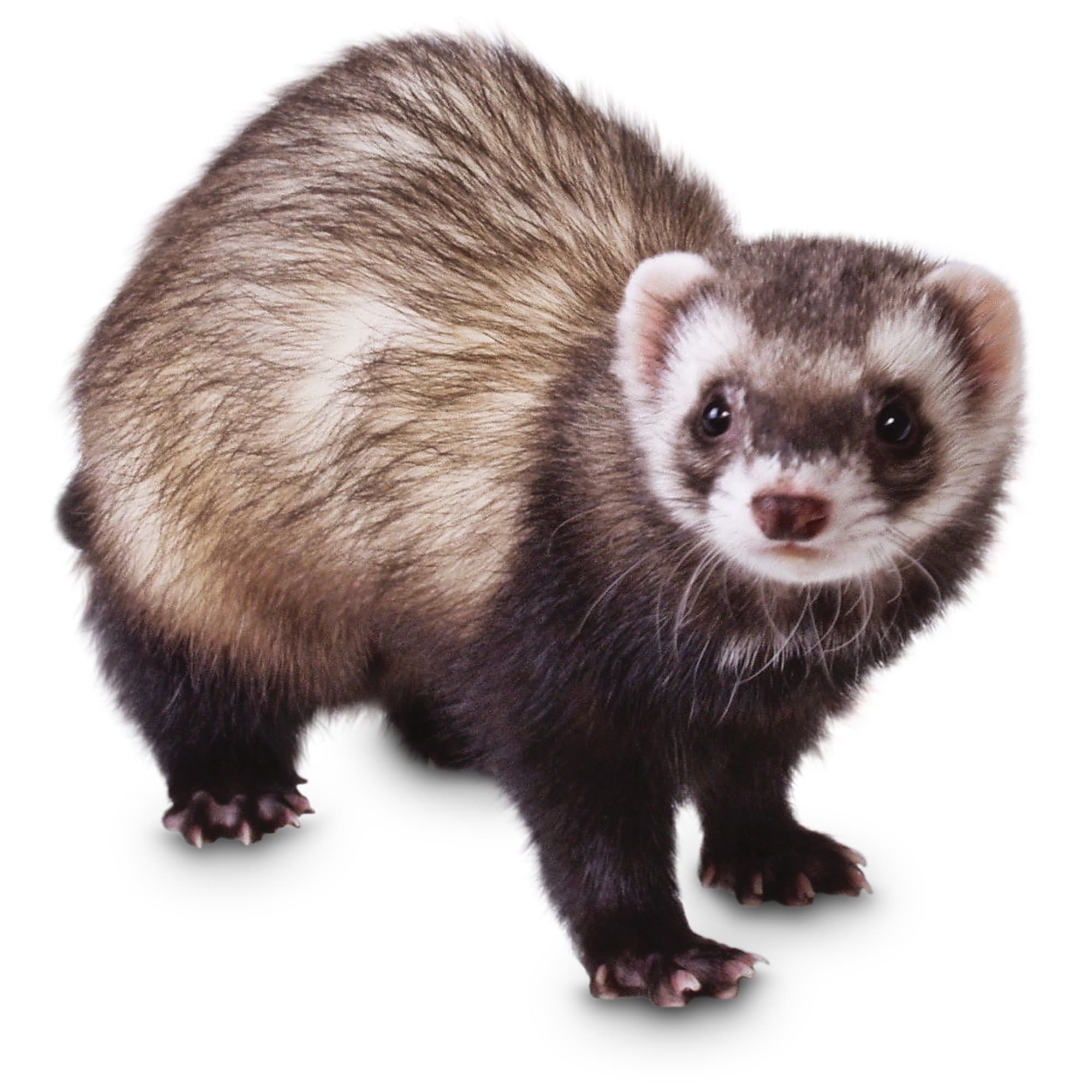 Petco Ferret Playful Intelligent Small Animal Companion