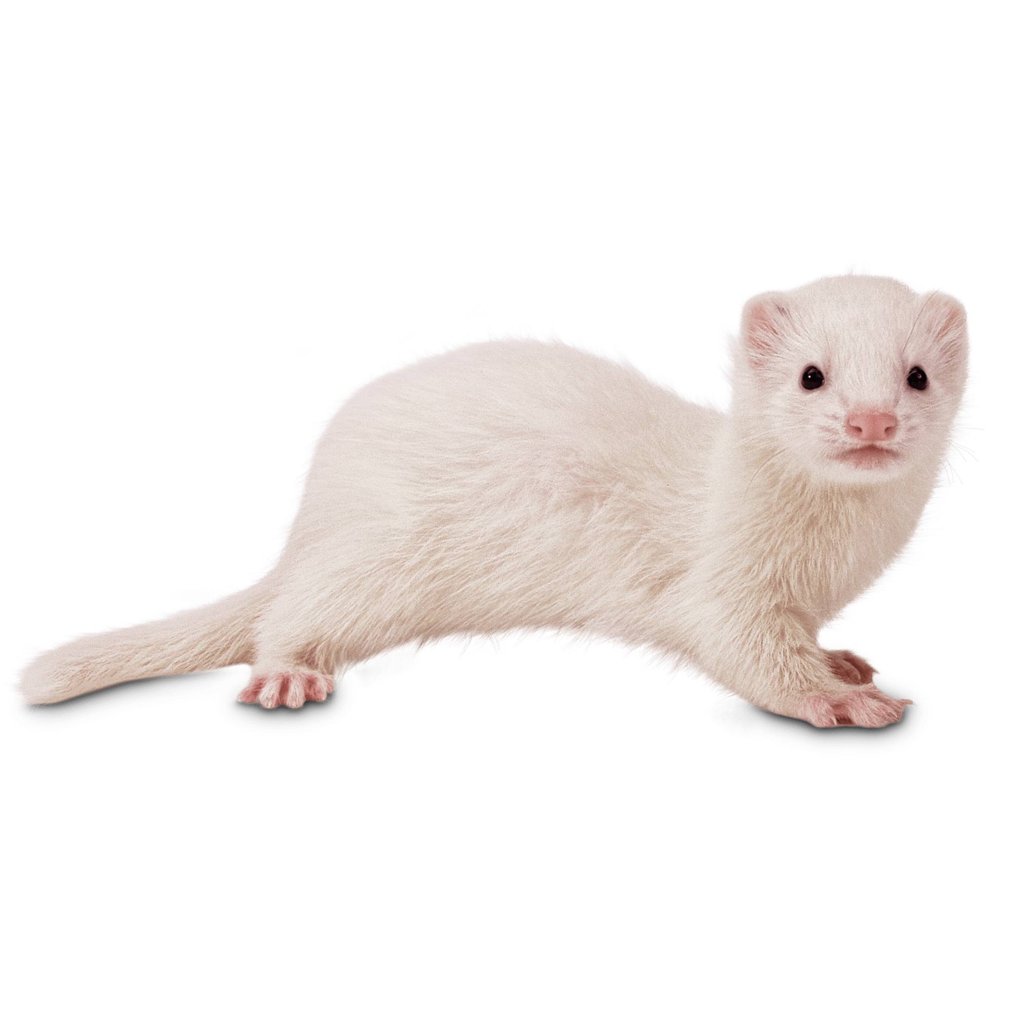 Ferrets for Sale: Live Pet Ferrets for Sale | Petco