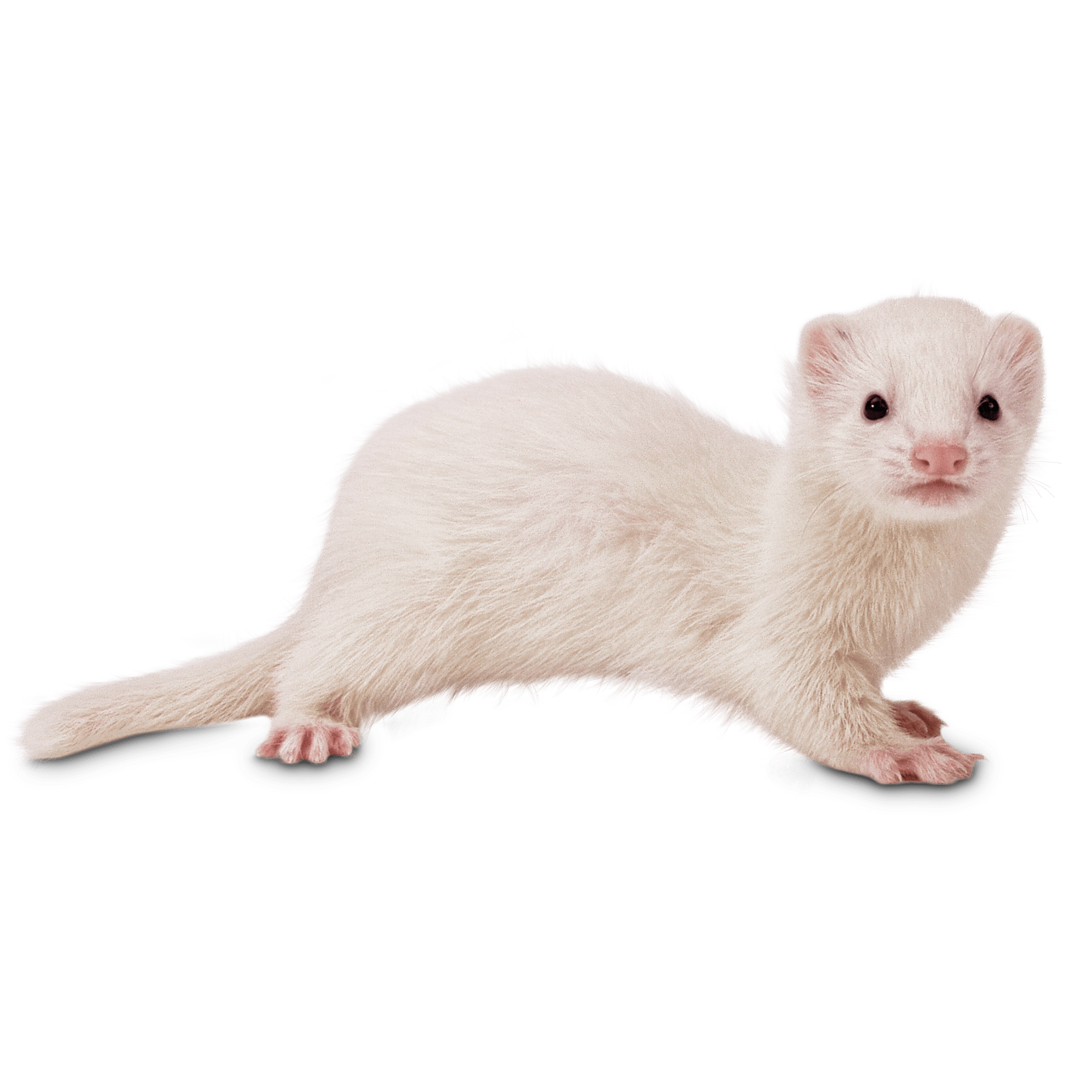 Ferret for sale hot sale pets at home