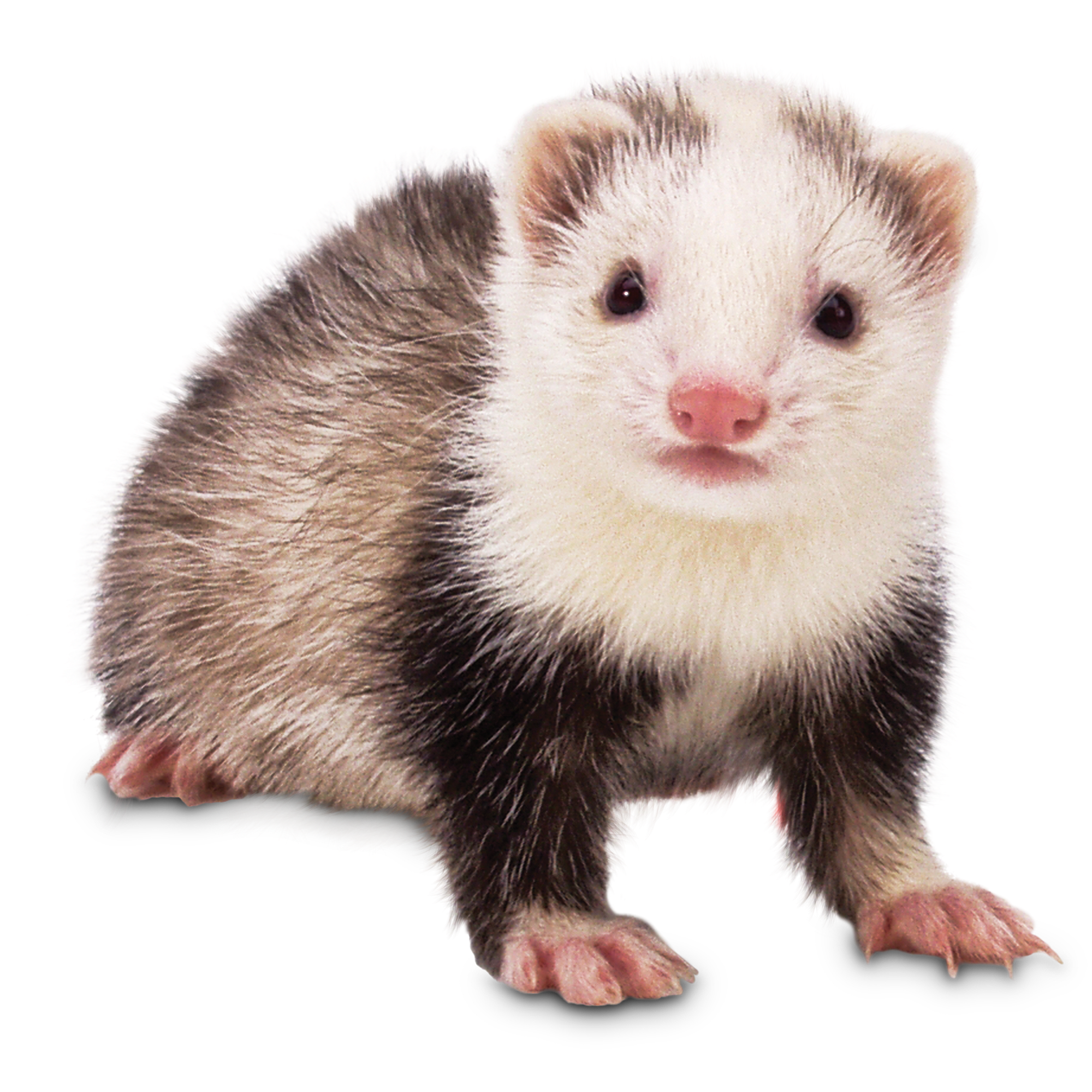 Ferrets for Sale: Live Pet Ferrets for Sale | Petco