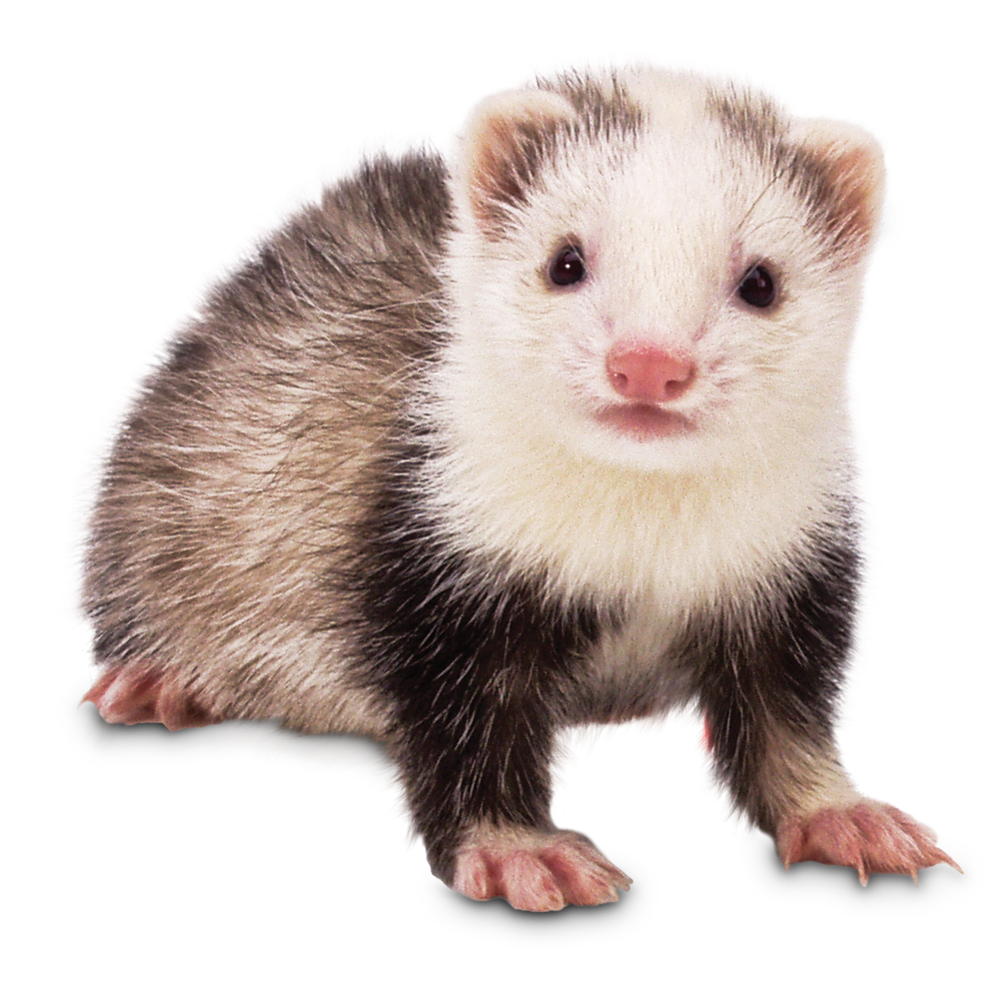 Petsmart ferret best sale