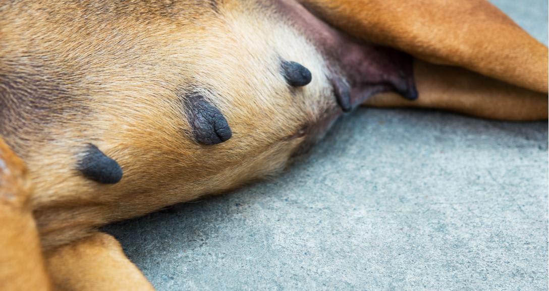 Why is my dog's vulva swollen & nipples enlarged after heat? | Petco