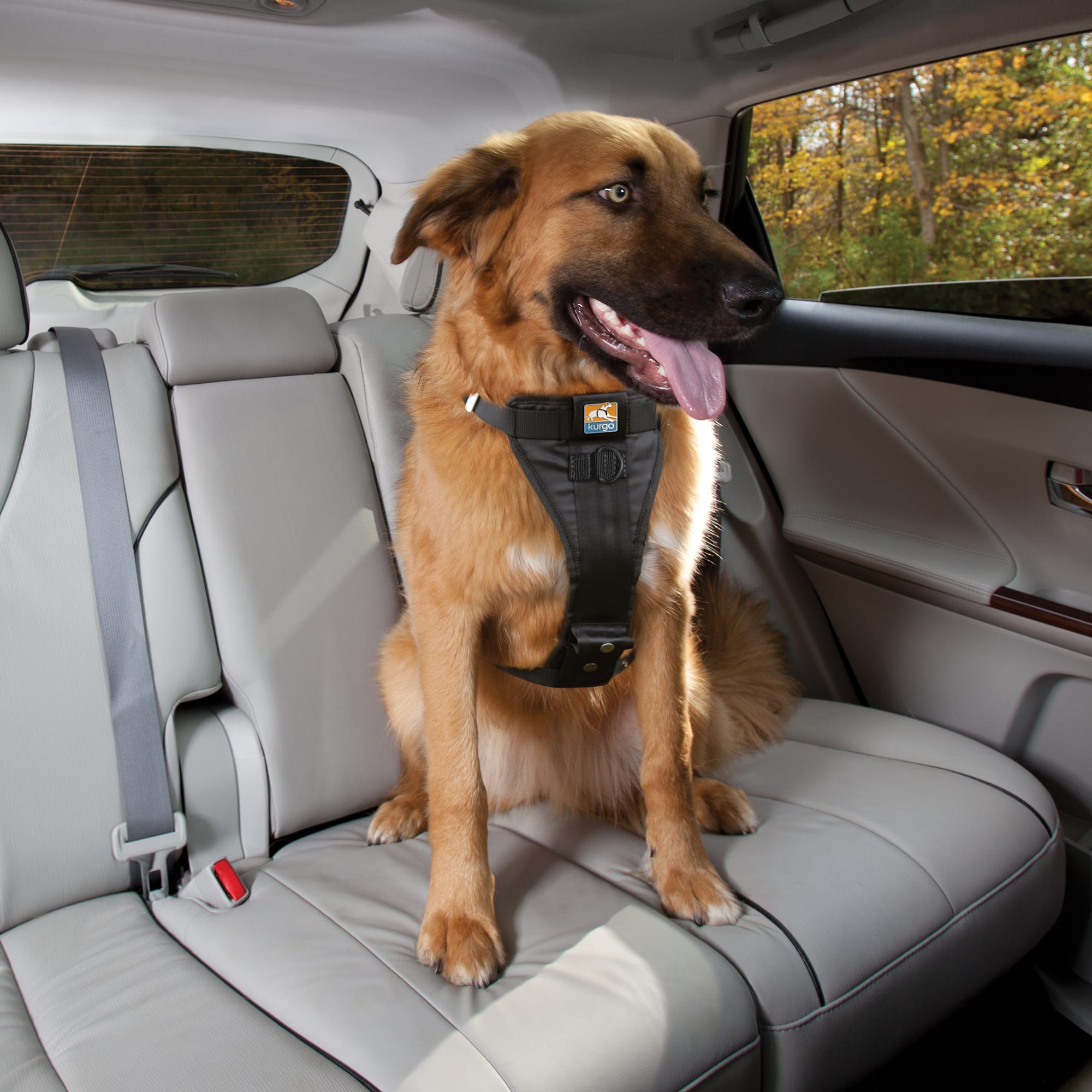 dog seat harness