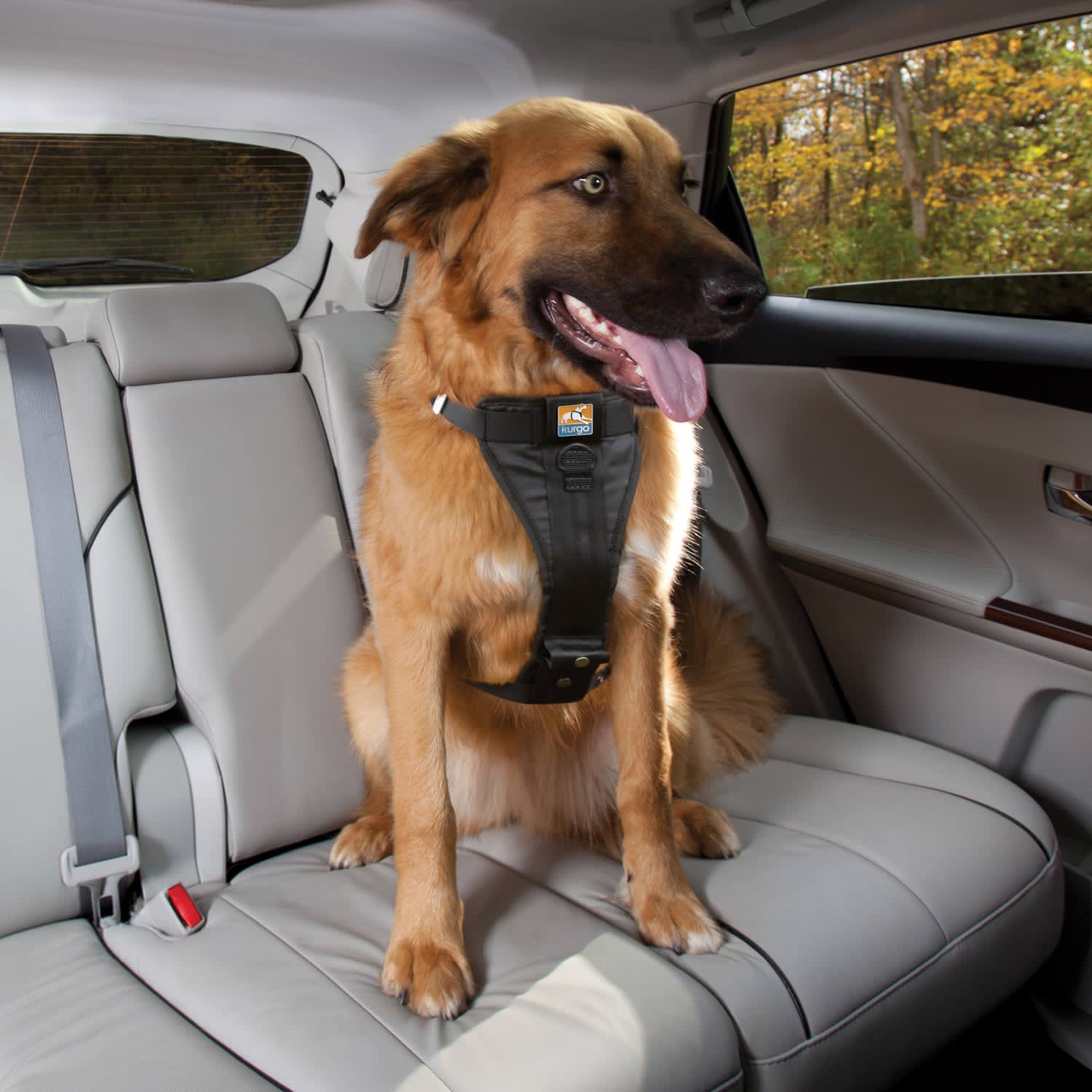 kurgo dog harness review