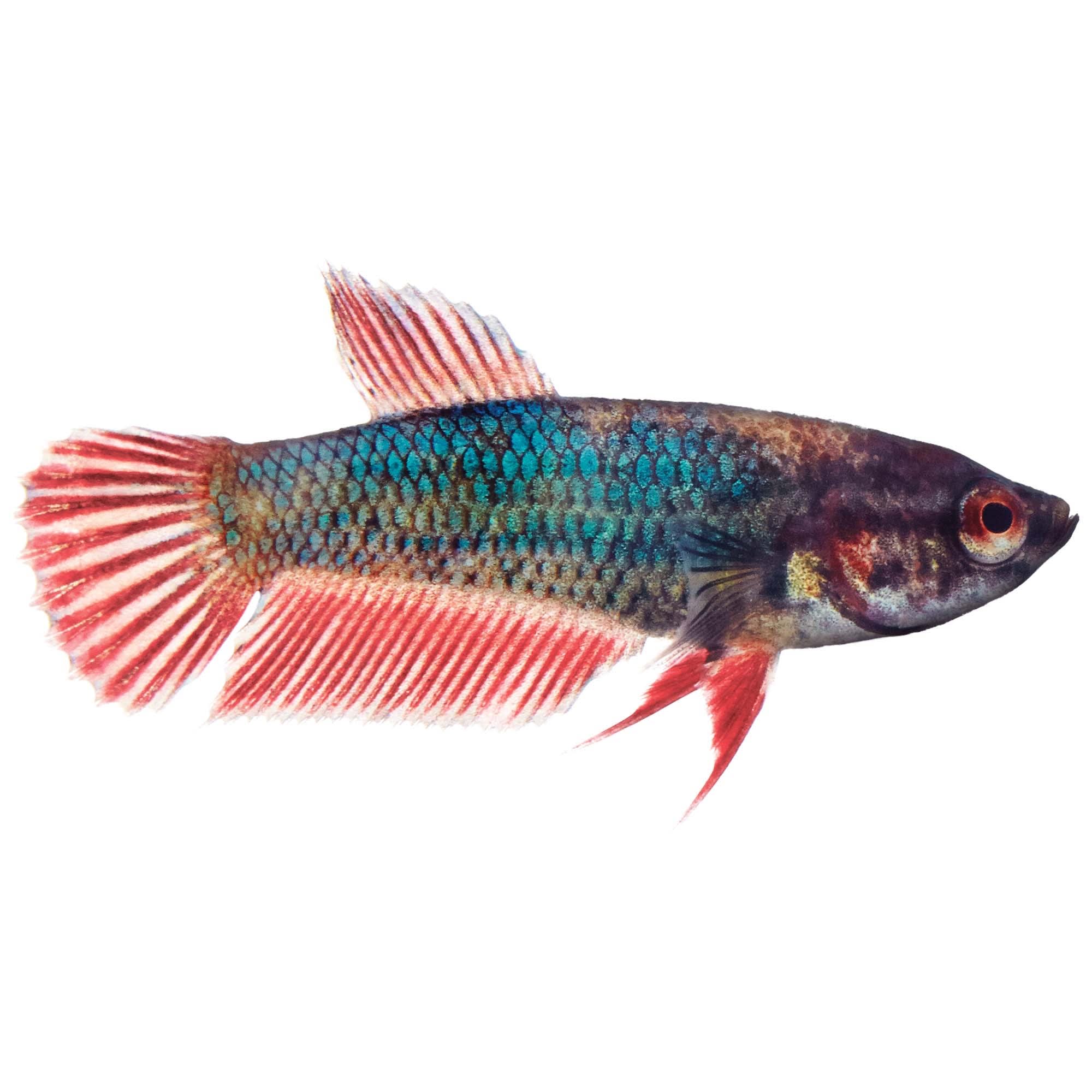 Baby betta fish on sale for sale online